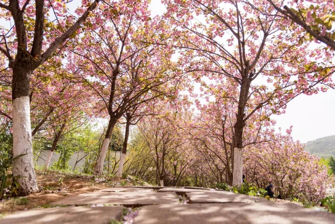 洛阳花会图